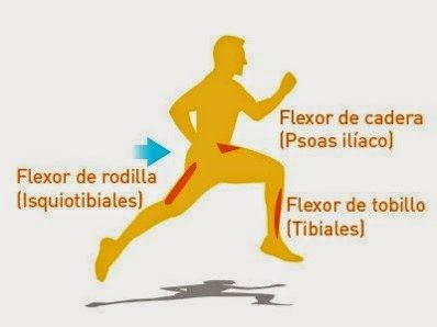 flexibilidad en triatlon