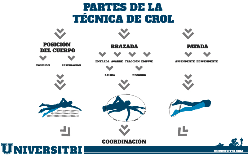 tecnica de crol en triatlon y músculos implicados en la natación en triatlón
