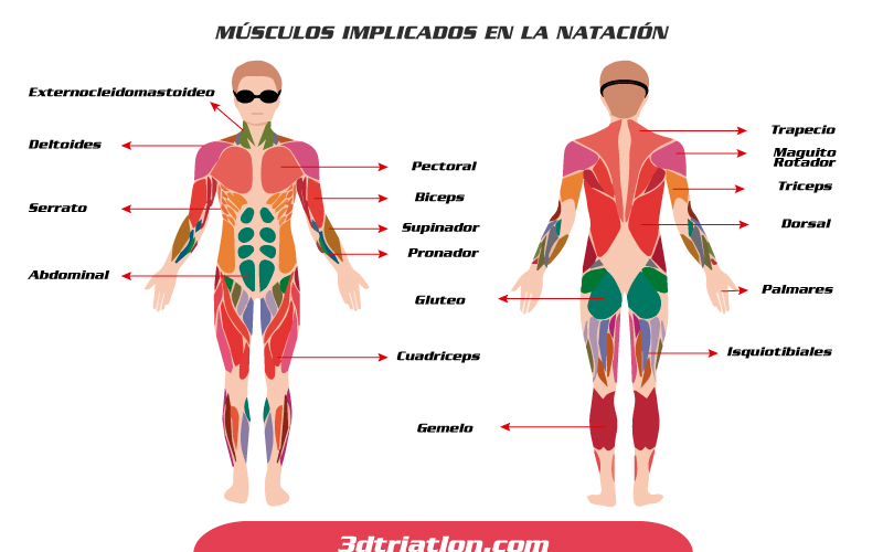 musculos implicados en la natacion